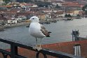 IMG_260